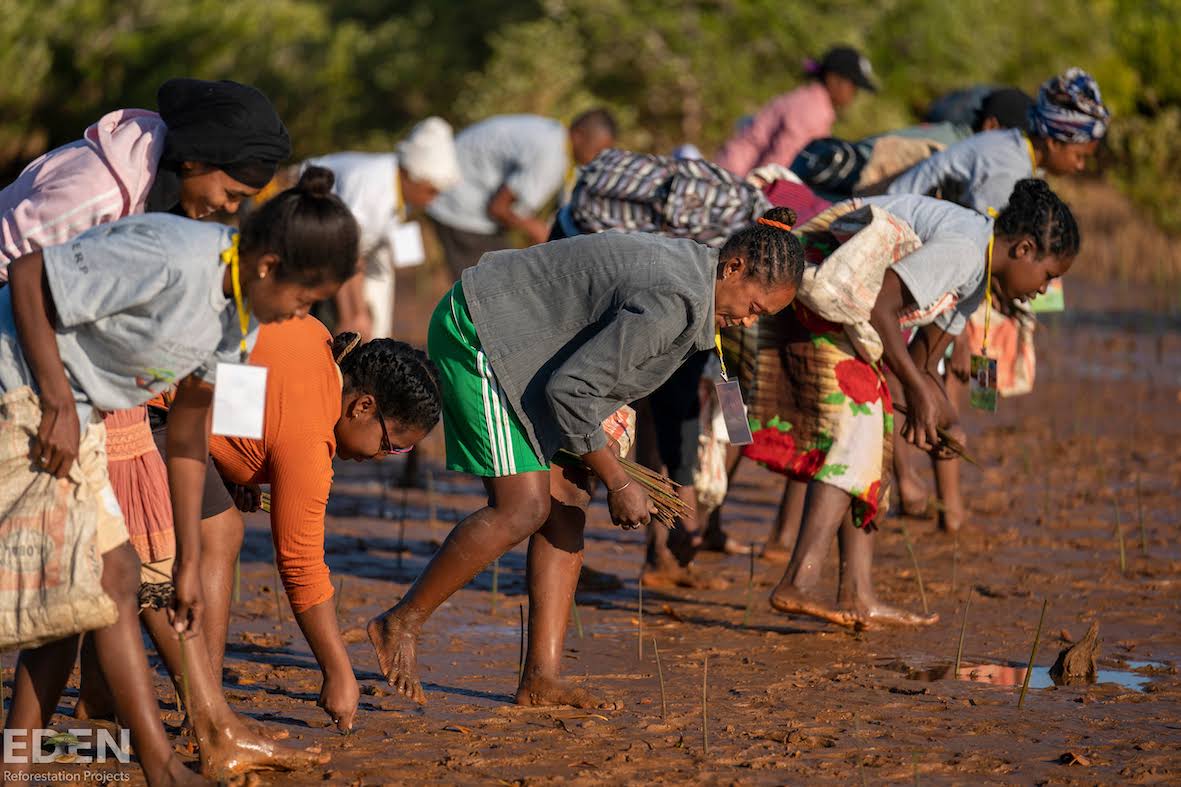 Local community members planting mangroves in Madagascar
