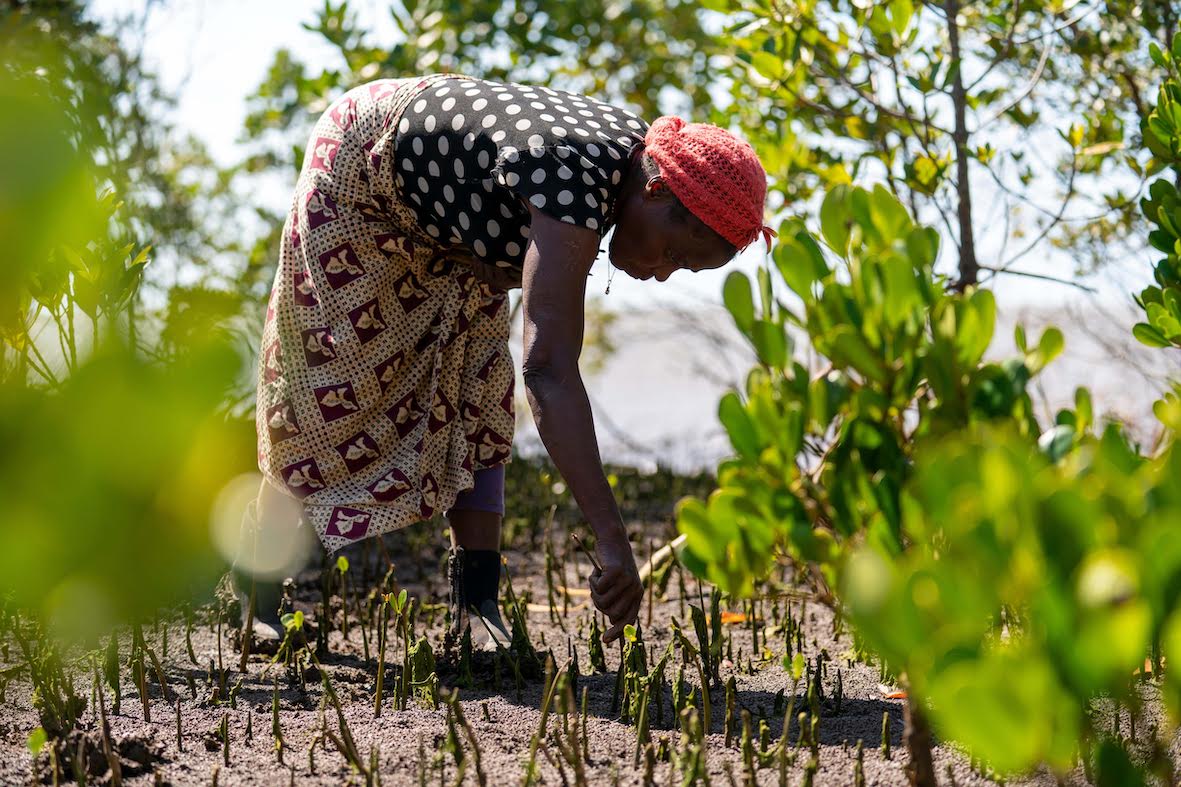 Picture of a woman planting mangroves in Mozambique