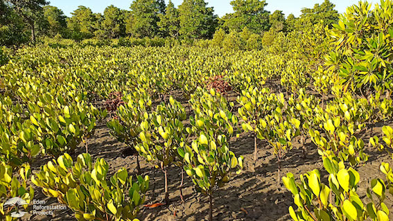Picture of a young mangrove forest growing in Ankilahila, Madagascar