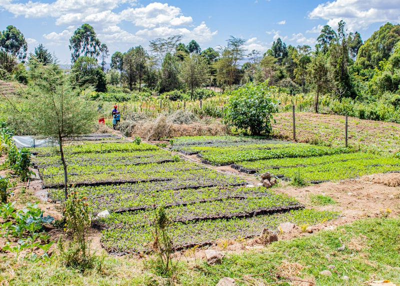 Tree planting nursery in Kenya