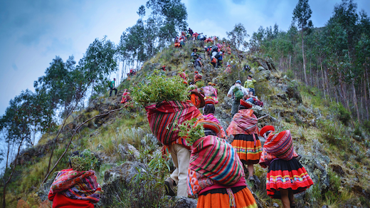 Local community members walking up a mountain in Peru for the tree planting festival and to plane trees in the Andes