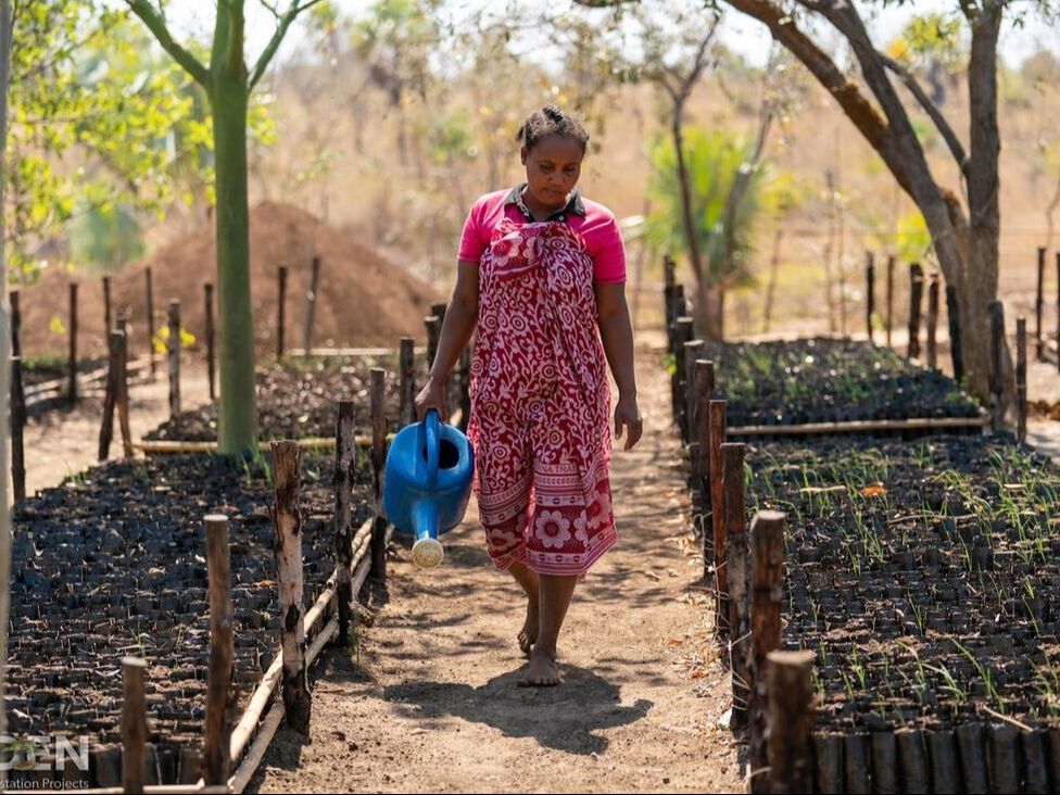 Picture of a lady waling through a tree planting nursery with a watering can