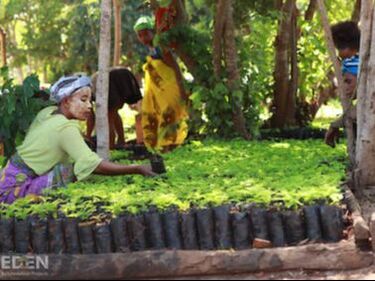 Picture of women working in a tree planting nursery