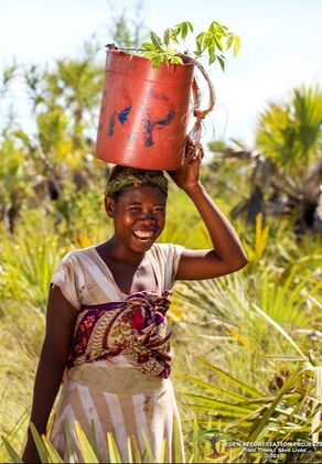 Picture of a woman carrying a bucket of tree saplings on her head