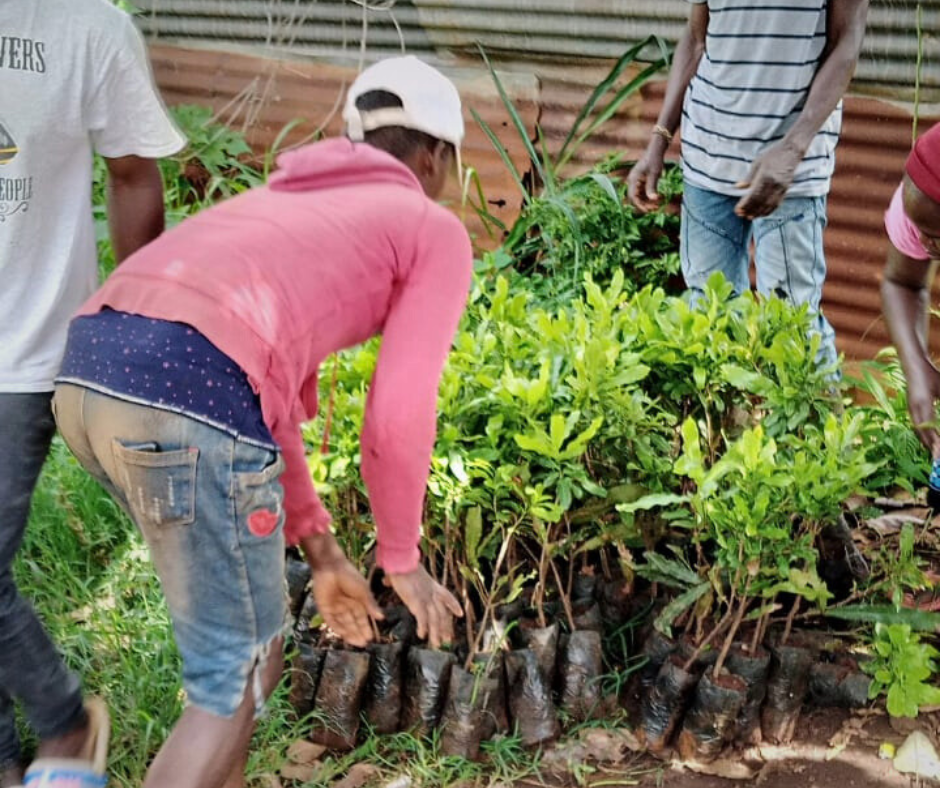 Man moving trees saplings in a nursery, ready to be planted.