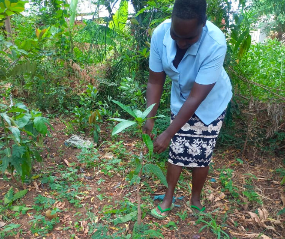 Image of a woman looking after a tree sapling in Kenya