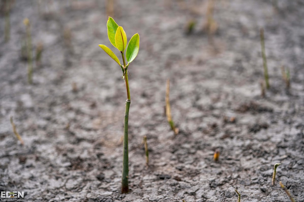 Mangrove sapling sprouting from ground