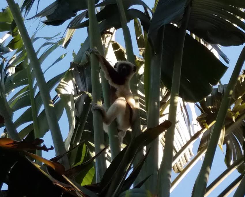 Picture of a lemur in the tree