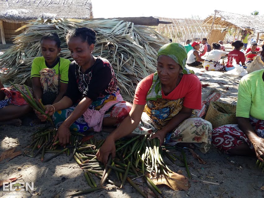 Picture of women sitting down sorting through mangrove propagules