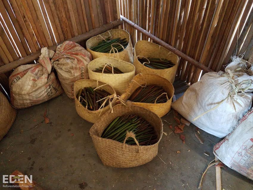 Mangrove propagules in baskets ready to be planted