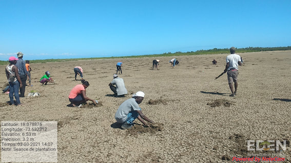 Picture of people planting mangroves