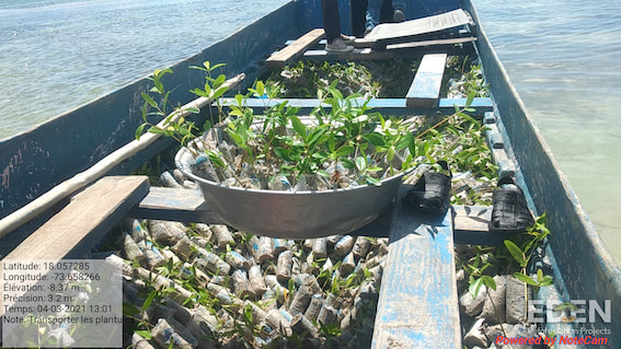 Picture of mangroves seedlings being transported in a boat