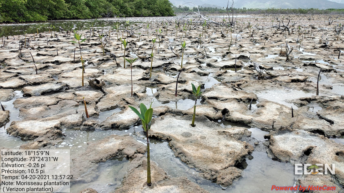 Picture of one year old mangroves