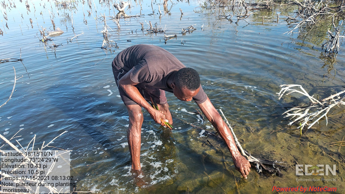 Picture of a man planting a mangrove