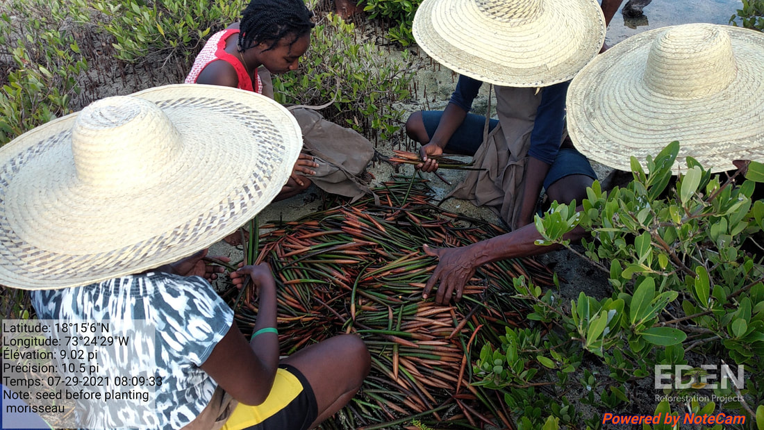 Picture of people sorting mangrove propagules