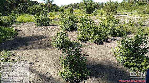 Reforestation of an area in Haiti. The trees are beginning to grow. 