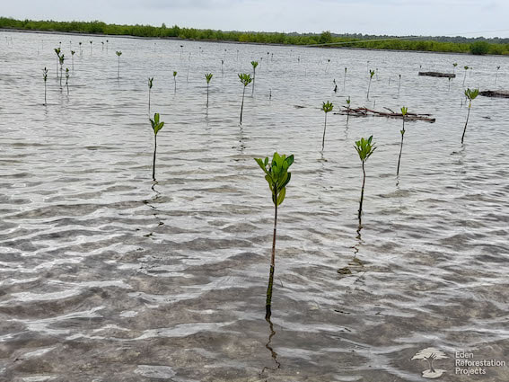 1 year old mangroves, growing in a reforestation project with JUST ONE Tree. 