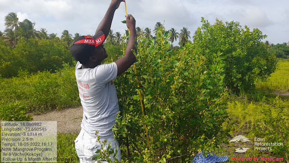 Planted trees being measured for their growth in this reforestation project in Haiti. 