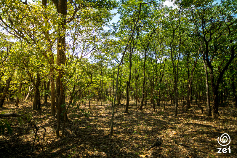 Reforestation in Zambia