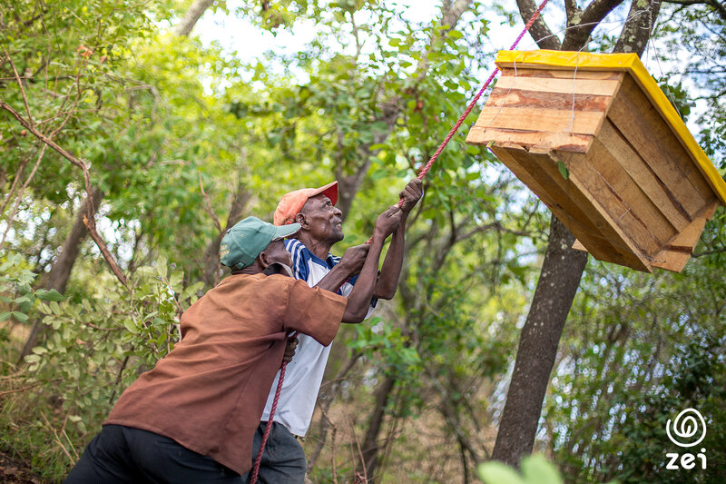 Picture of bee hive being raised into the tree canopy