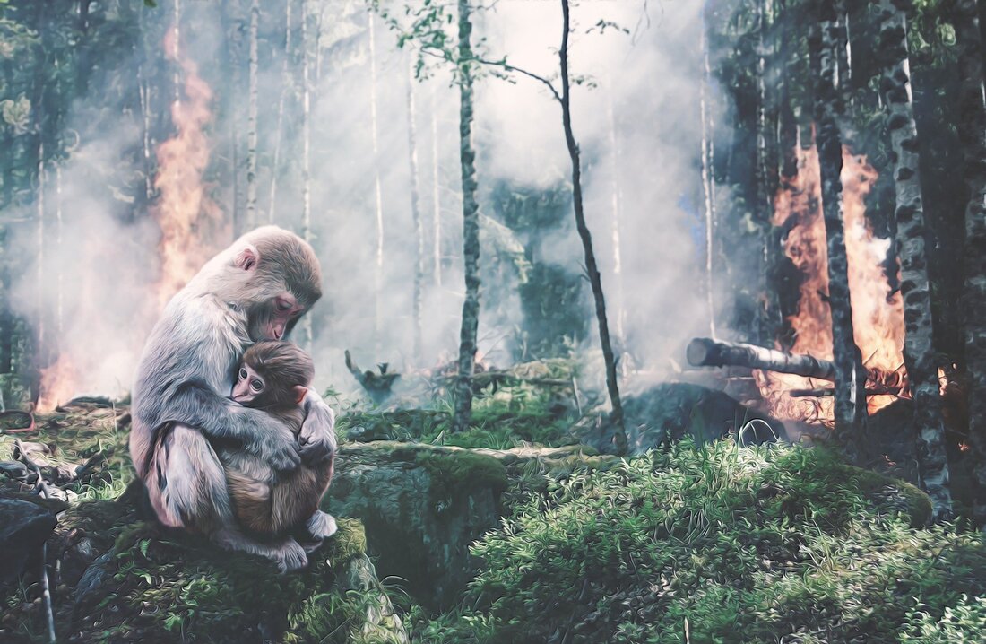 Picture of monkey and her offspring cuddling within a burning forest deforestation