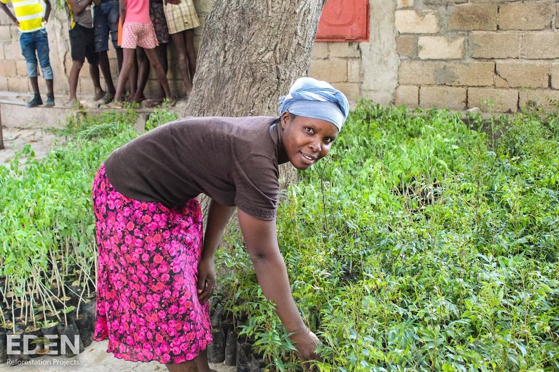 Haitian woman planting trees