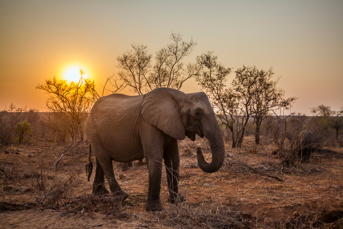 Deforestation Elephant Mozambique