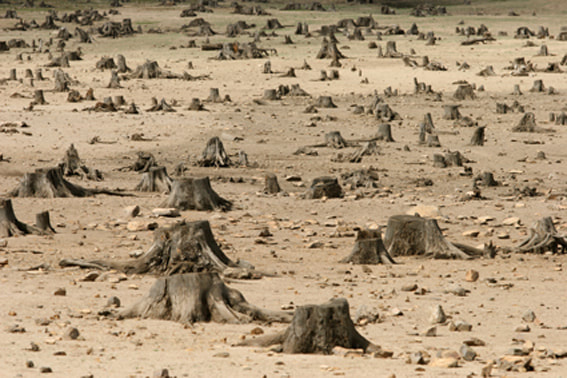 Deforestation in Africa Kenya