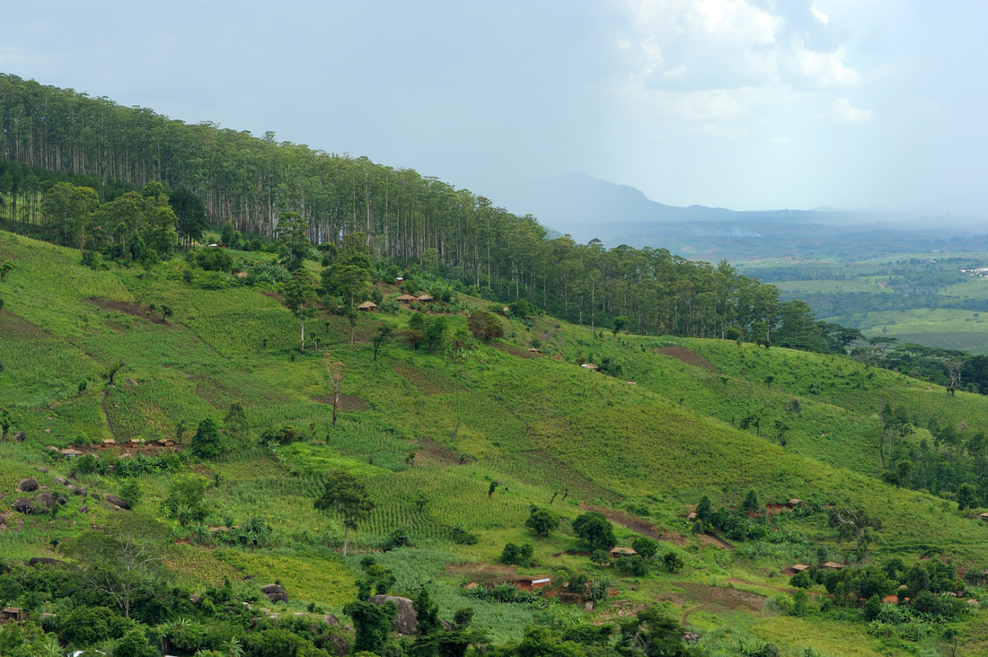 Deforestation Mozambique tea plantation