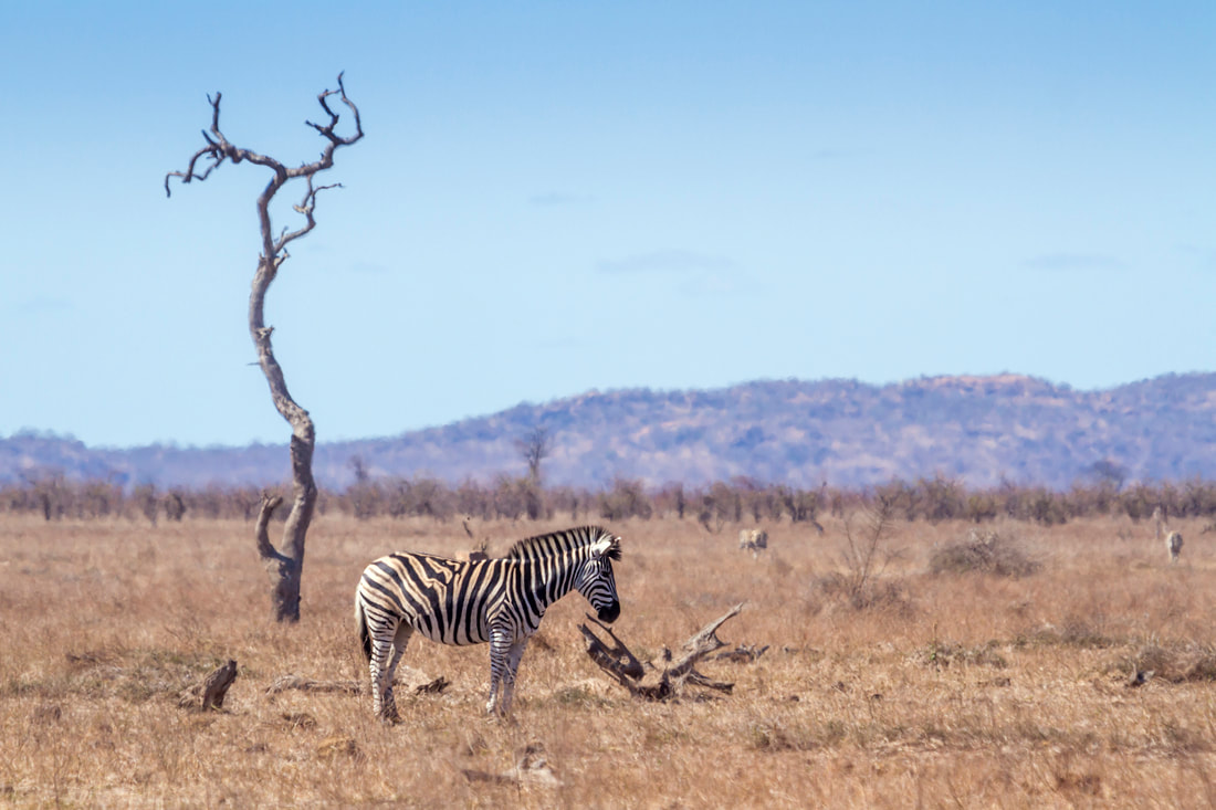 Desert Climate Change Zebra