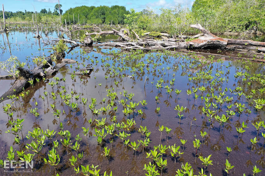Young mangroves taking hold