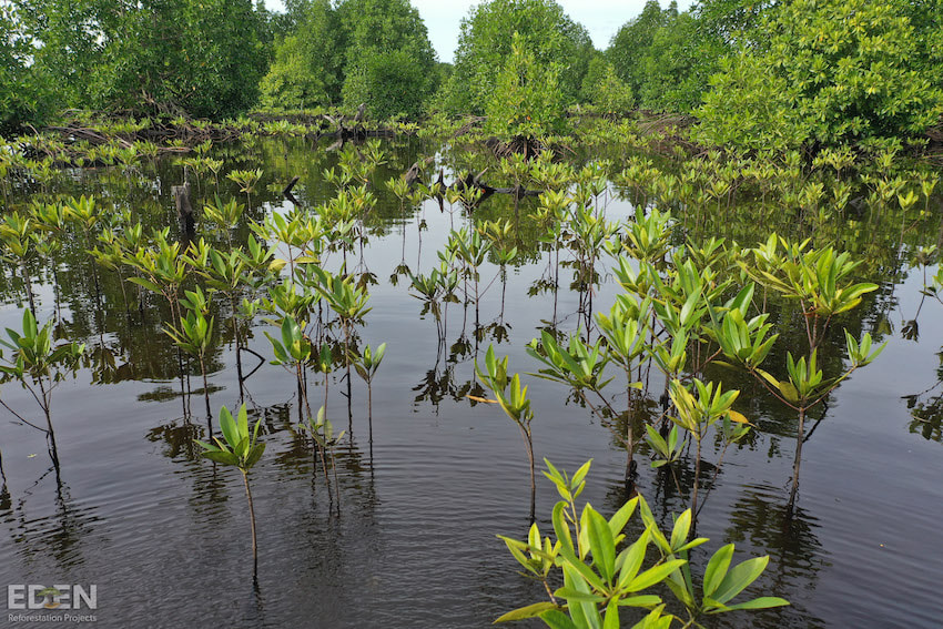 Young mangrove forest