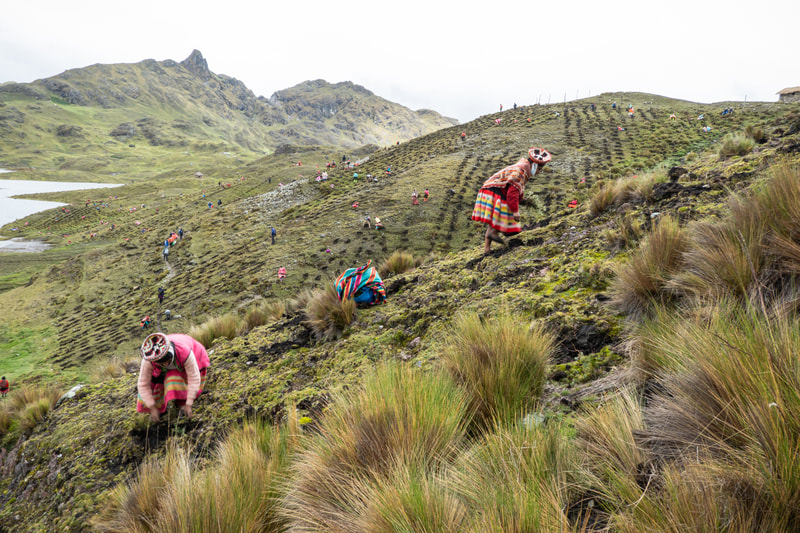 Photo showing trees being planted by the communities on the mountains of Peru.