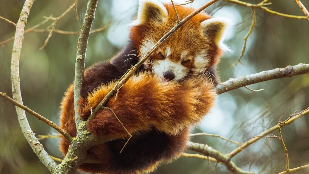 Picture of a red panda