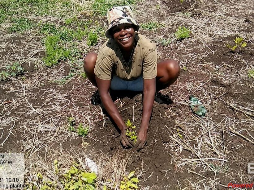 Picture of a woman planting a tree in Haiti