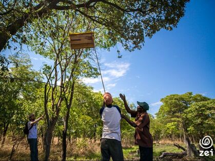 Beehive being hoisted up a tree