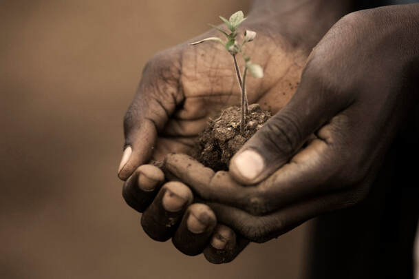 African hands planting trees
