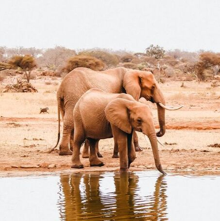 Picture of elephants in kenya