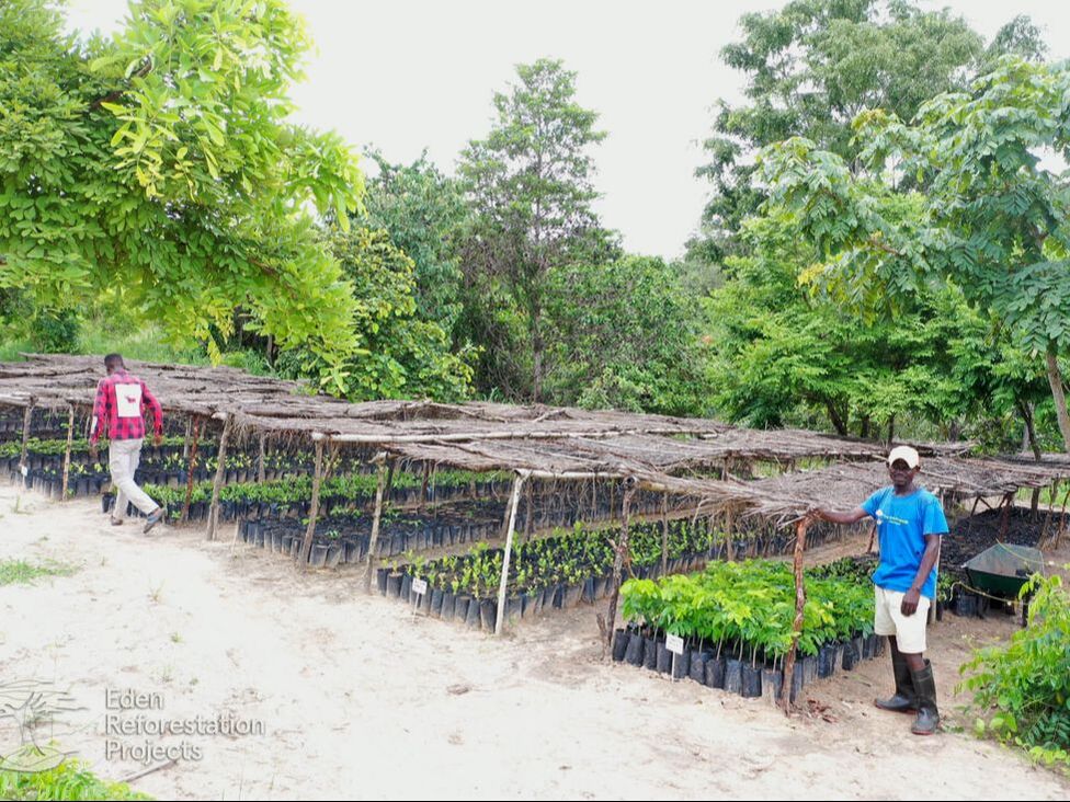 Picture of the tree nursery