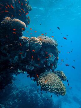 Beautiful Coral reef and fisf