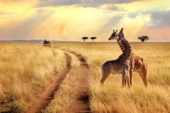 Two giraffes in Kenya Picture