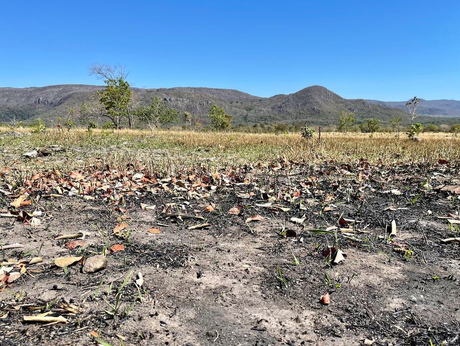 Picture of deforestation in The Cerrado, Brazil