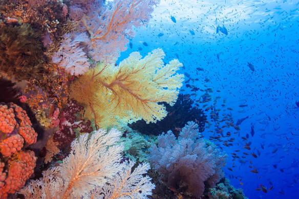 Coral reef and sea life