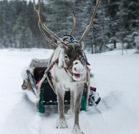 Picture of a happy reindeer in Lapdland