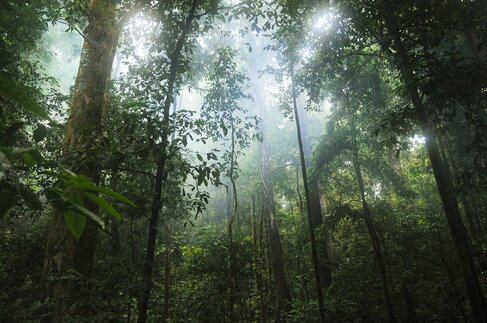 Picture of tropical rainforest
