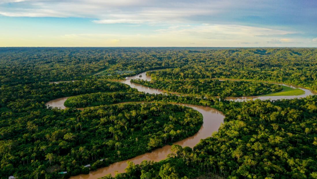 Picture of the Amazon Rainforest