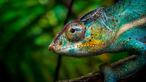 Photo of a beautiful Chameleon from Madagascar