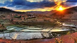 Picture of rice paddys in Madagascar at sunset