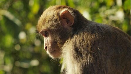 Picture of an Assamese Macaque