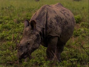 Picture of one-horned Rhino 